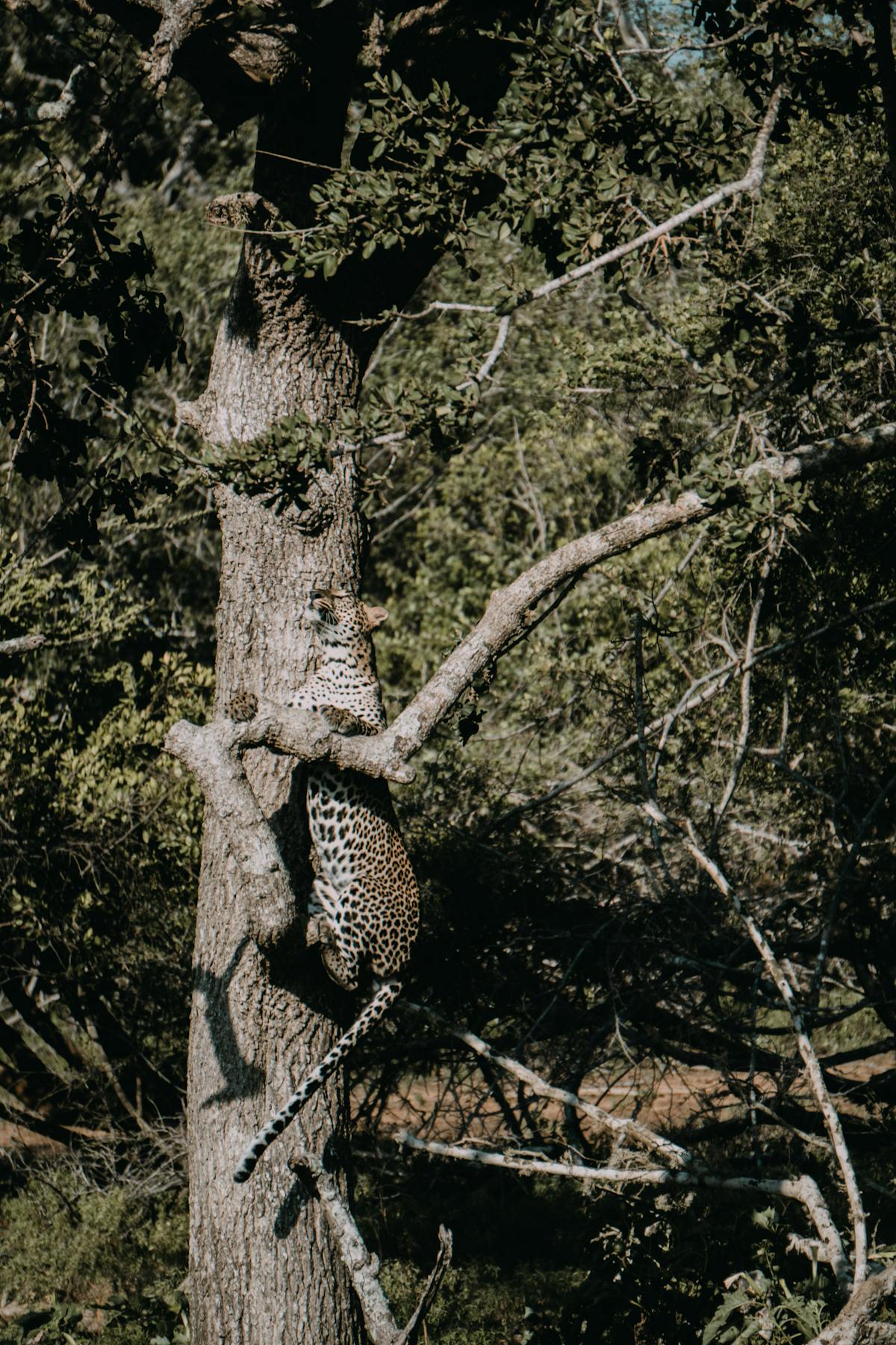 Leopard at Yala National Park